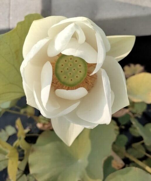 03_Havening_LotusFlower - Your Unfolding Self Your Unfolding Self